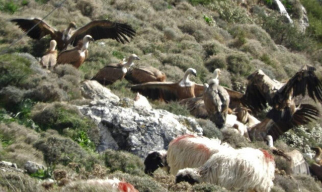 Κρήτη: Σκάρες ορμάνε σε ψόφιο πρόβατο και το υπόλοιπο κοπάδι βόσκει ατάραχο! (vid)