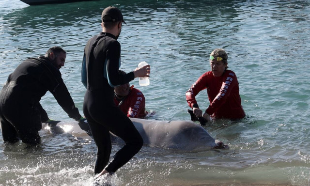 Αγωνία για το κήτος στον Άλιμο: «Δύσκολη κατάσταση» λέει στο Newsbomb.gr η κτηνίατρος που το εξέτασε