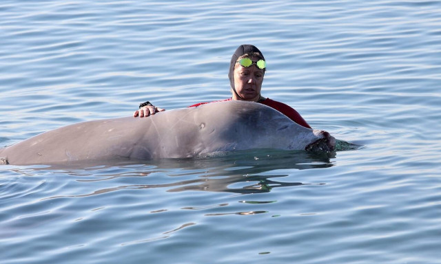 Stranded beaked whale heads out to sea again; specialists observing it