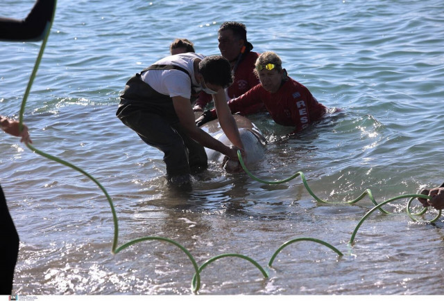 Αγωνία για τη φάλαινα: Προσάραξε ξανά - Τι λένε οι ειδικοί για την κατάστασή της