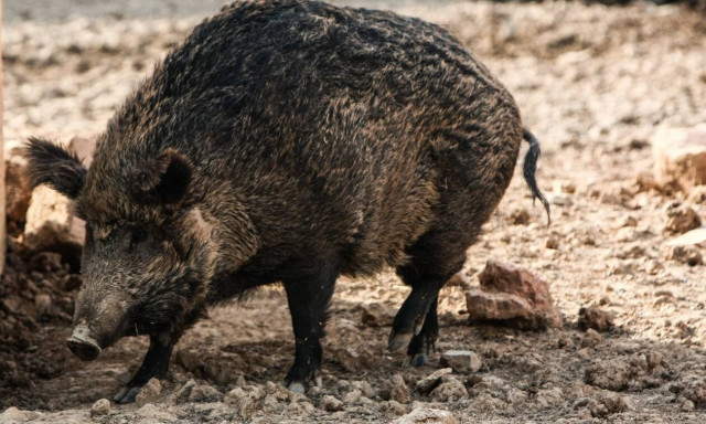 Αυξήθηκε ο πληθυσμός των αγριογούρουνων στην Θεσσαλονίκη