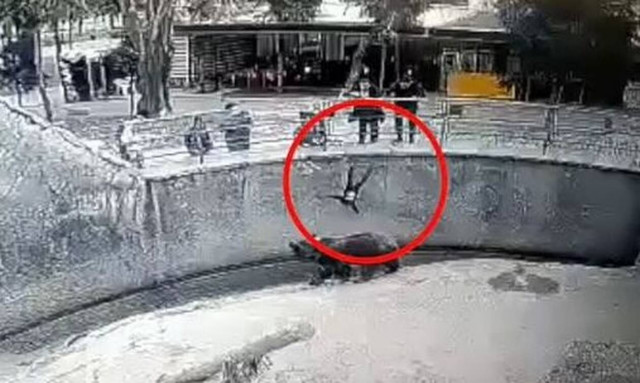 Αδιανόητο: Μητέρα πέταξε την τρίχρονη κόρη της στο κλουβί αρκούδας στο Ουζμπεκιστάν