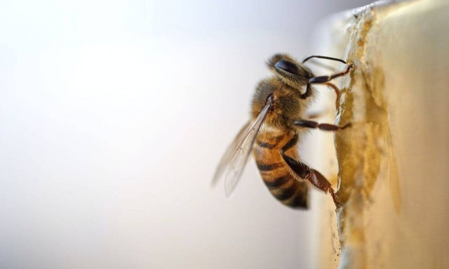 Τραγωδία στη Βραζιλία: Νεκρή γυναίκα από τσιμπήματα μελισσών