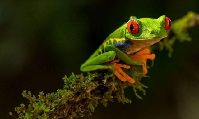 Μεξικό: Νεκρή γυναίκα από δηλητήριο βατράχου σε τελετή σαμάνων