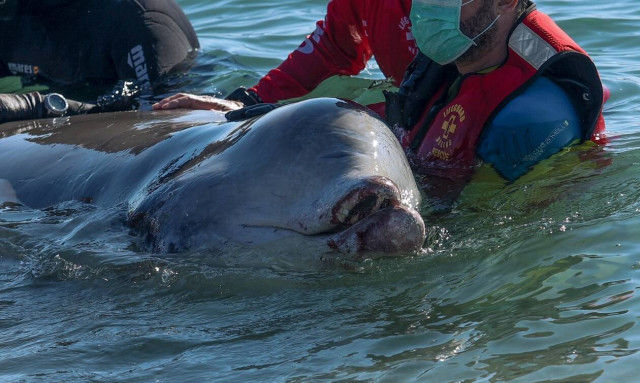 Φάλαινα ζιφιός: Τι έδειξαν τα αποτελέσματα της νεκροψίας του «Σωτήρη»