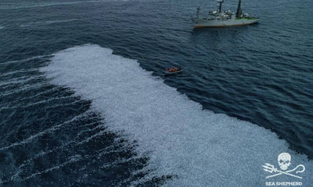 Γαλλία: Σκληρές εικόνες με 100.000 νεκρά ψάρια στη θάλασσα