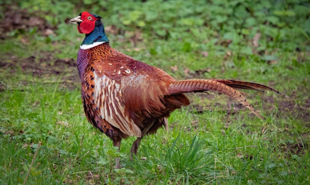 Θεσσαλονίκη: 29χρονος έκλεψε φασιανούς και αλκυόνες αξίας 2.100 ευρώ