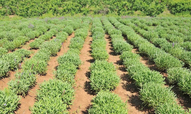 Βιολογική Γεωργία: Πότε ξεκινούν οι αιτήσεις - Ποιοι είναι δικαιούχοι