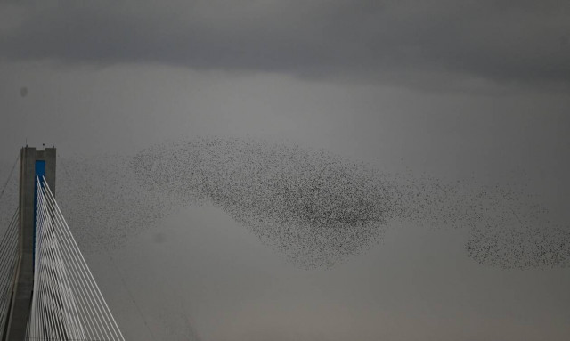 Εντυπωσιακό θέαμα στο Ρίο: «Μαύρισε» ο ουρανός από σμήνος πουλιών