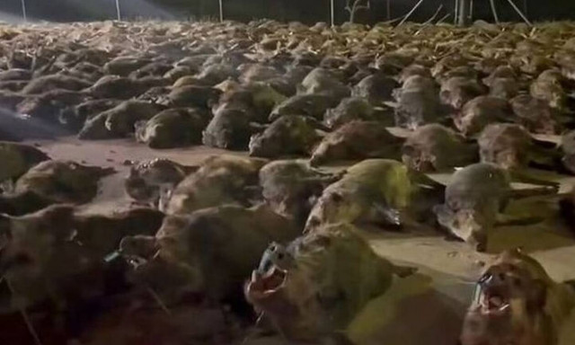 Αγριότητα στην Ισπανία: Θανάτωσαν 450 ελάφια και αγριογούρουνα για σπορ