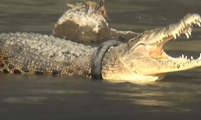 Ινδονησία: Κροκόδειλος με λάστιχο στο λαιμό του ελευθερώθηκε μετά απο έξι χρόνια