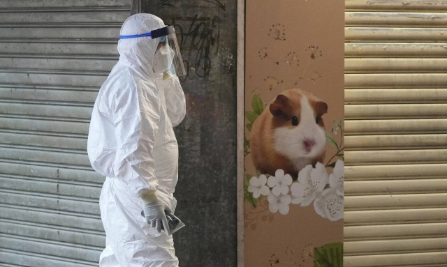 Koρονοϊός: Τα χάμστερ μπορούν να μεταδώσουν τον ιό στον άνθρωπο - Τι δείχνει νέα έρευνα