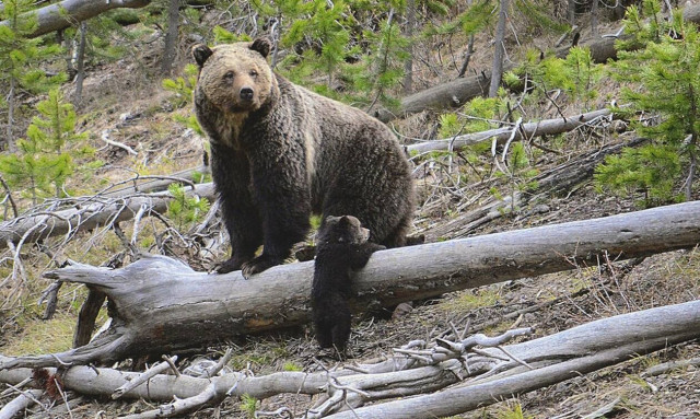 Τραγωδία: Πήγε να σκοτώσει αρκούδα αλλά σκότωσε κατά λάθος τον αδελφό του - Στη συνέχεια αυτοκτόνησε