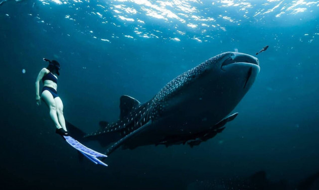 Ίσως οι καρχαρίες να κρατούν το μυστικό για την μακροζωία