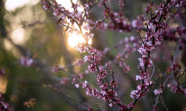 Λαγουβάρδος στο Newsbomb.gr: Έρχεται ανοιξιάτικη εβδομάδα με άνοδο της θερμοκρασίας