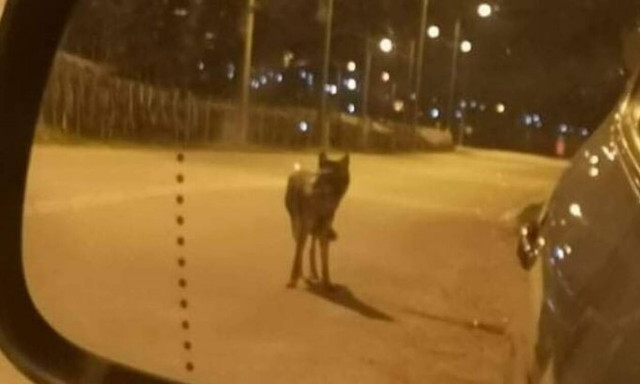 Καβάλα: Αναστάτωση από την παρουσία λύκου σε κατοικημένες περιοχές