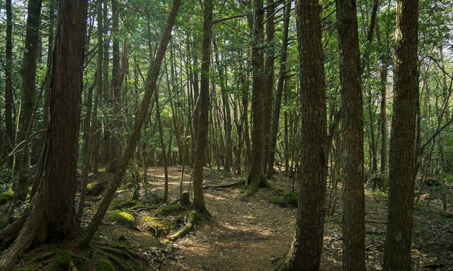 Το στοιχειωμένο δάσος της Ιαπωνίας - Γιατί δεν πηγαίνει κανείς εκεί (pics)