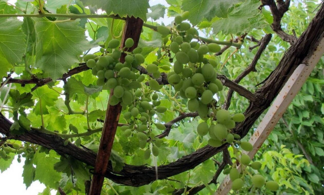 ΚΕΟΣΟΕ: Αύξηση των δηλούμενων στρεμμάτων και της σταφυλικής παραγωγής το 2021