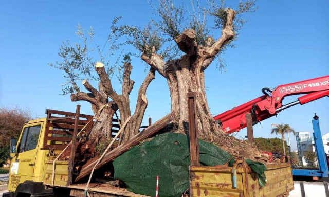 Επτά αιωνόβιες ελιές μεταφυτεύτηκαν στο Δήμο Αλίμου (pics)