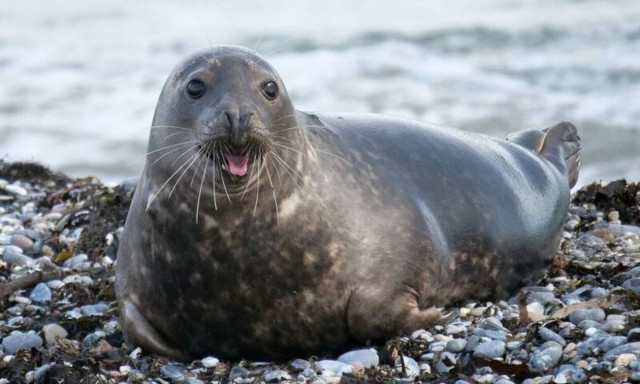 ΗΠΑ: Φώκια έσωσε ψαρά από καρχαρίες - Τι δήλωσε ο έκπληκτος άνδρας