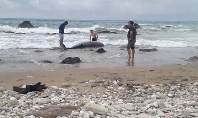 Κέρκυρα: Δύο ζιφιοί ξεβράστηκαν σε παραλίες του νησιού (vid)