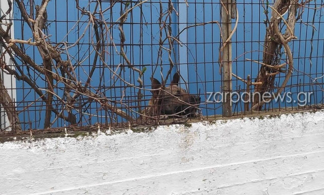 Κρήτη: Σκυλιά επιτέθηκαν και τραυμάτισαν γυναίκα