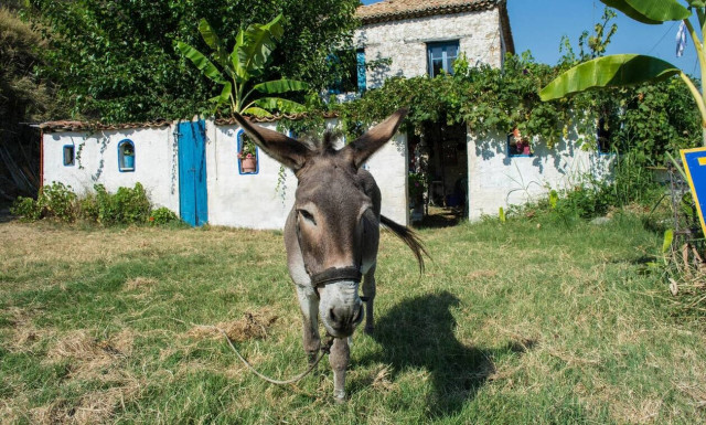 Νάξος: Έδεσε με σύρμα αυτιά και γλώσσα γαϊδάρου για να εκδικηθεί συγχωριανό του
