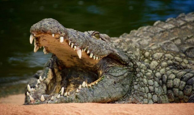 Τραγωδία στην Ινδονησία: Κροκόδειλος έφαγε 51χρονο που έκανε μπάνιο σε ποτάμι (pics)