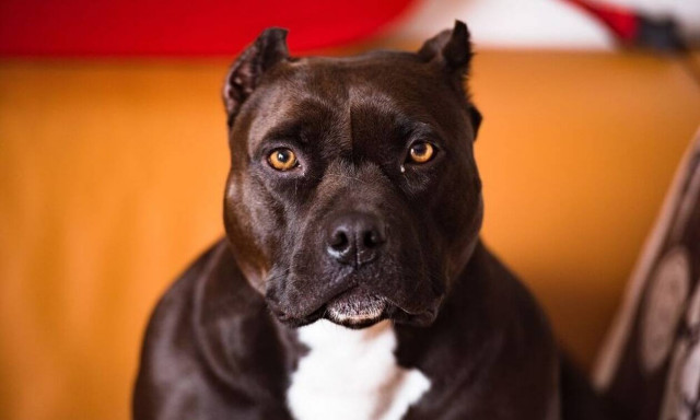 ΗΠΑ: Πέντε πίτμπουλ κατασπάραξαν μωρό - Μάχη για να κρατηθεί στη ζωή (pics)