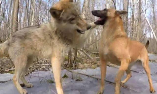 Σκύλος συναντάει λύκο στο δάσος και η συνέχεια είναι… καταπληκτική