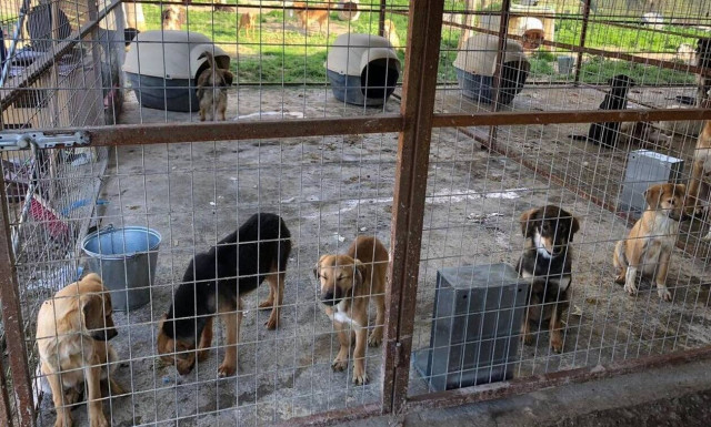 Από κολαστήριο σε καταφύγιο: Οργανώσεις, εθελοντές, απλοί πολίτες αλλάζουν τον κυνοκομείο Σπάρτης