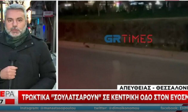 Εύοσμος: Ανησυχία από τις «βόλτες» τρωκτικών στη μέση του δρόμου (vid)