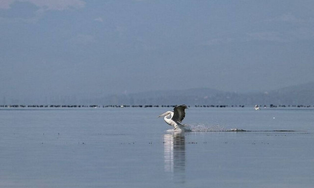 Γρίπη των Πτηνών: Πεθαίνουν μαζικά οι αργυροπελεκάνοι στη Μικρή Πρέσπα