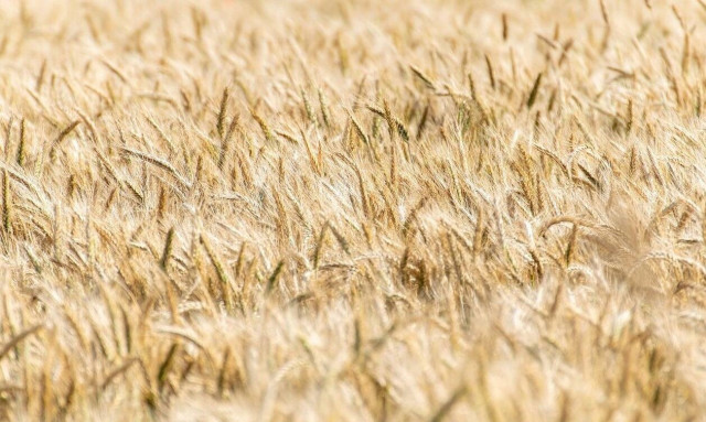 Ουκρανία: Τις επόμενες ημέρες θα ξεκινήσει την εαρινή σπορά του 2022