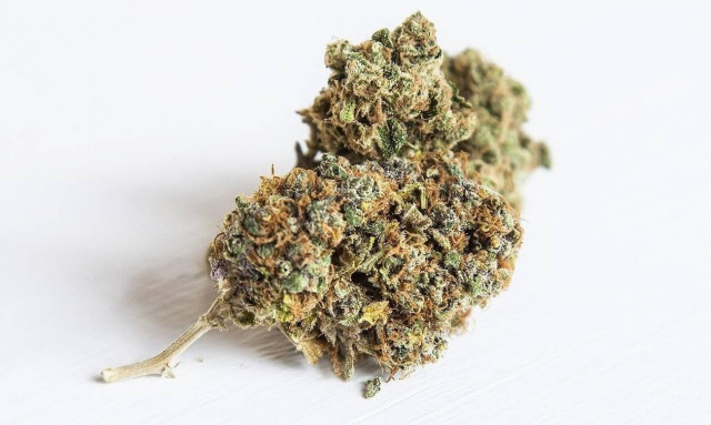 Ρέθυμνο: Εξιχνιάστηκε υπόθεση εντοπισμού φυτείας δενδρυλλίων κάνναβης