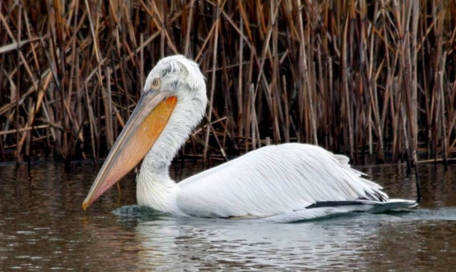 Operation to collect hundreds of pelicans killed by flu pandemic underway