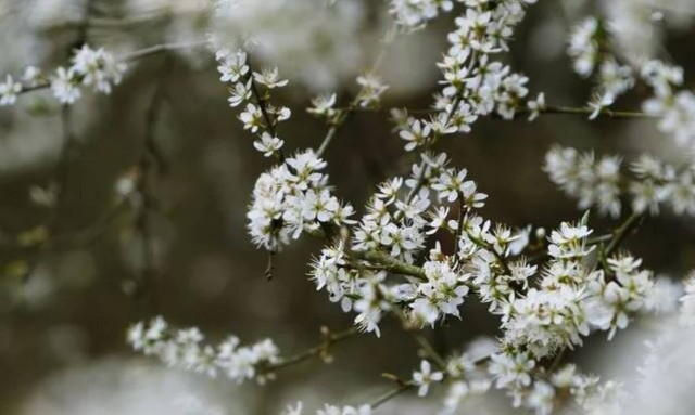 Εαρινή ισημερία 2022: Πότε μπαίνει και επισήμως η Άνοιξη