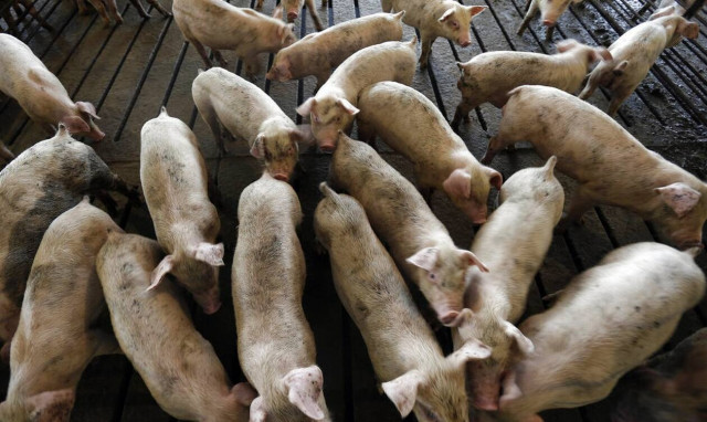 Οι Βρυξέλλες χαλαρώνουν τους περιορισμούς για το εμπόριο χοιρινού από τη Βουλγαρία