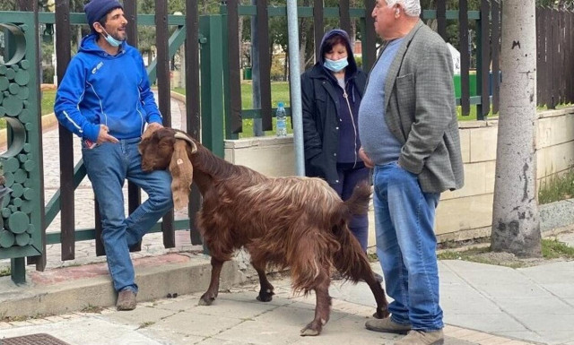 Κύπρος: Με κατσίκα έξω από το Προεδρικό η διαμαρτυρία των κτηνοτρόφων (vid)