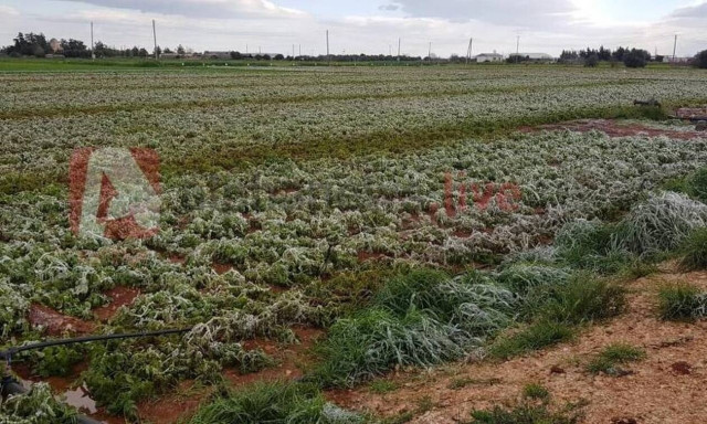 Κύπρος: Σε απόγνωση οι πατατοπαραγωγοί - Καταγγέλλουν το κράτος για απραξία (vid)