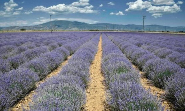 ΟΠΕΚΕ: Πιστώνονται σήμερα (23/3) τα ποσά των συνδεδεμένων ενισχύσεων στους αγρότες
