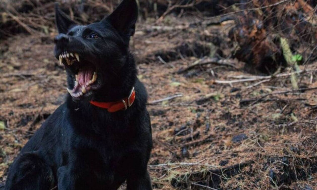 Βελεστίνο: Αδέσποτος σκύλος επιτέθηκε σε μαθήτρια την ώρα του διαλείμματος