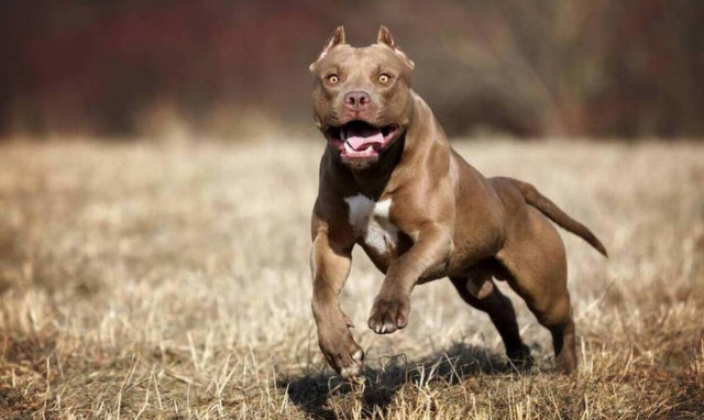 ΗΠΑ: Σκύλος κατασπάραξε μωρό  - Νεκρό το 7 μηνών κοριτσάκι