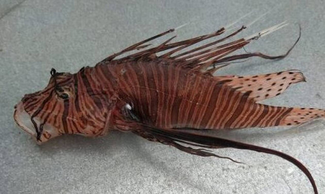 Συναγερμός στην Πρέβεζα για το δηλητηριώδες λεοντόψαρο που εντοπίστηκε στον Μύτικα