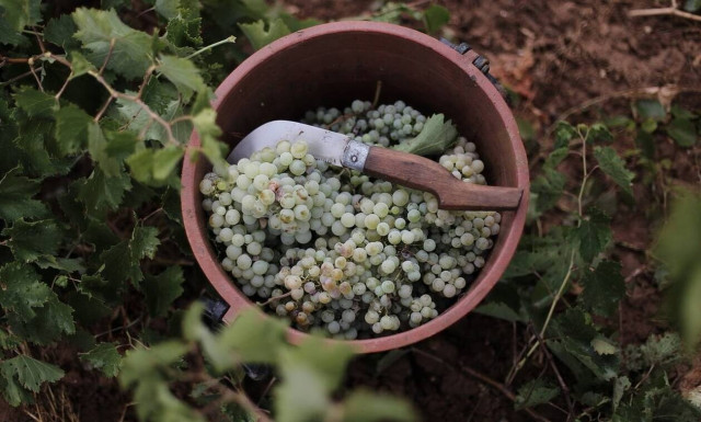 ΚΕΟΣΟΕ: Καθαρή μείωση κατά 27.772 στρέμματα στον ελληνικό αμπελώνα την περίοδο 2012-2021