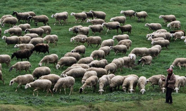 ΟΠΕΚΕΠΕ - Αποζημιώσεις: Πληρωμή de minimis σε κτηνοτρόφους - Ποιοι είναι οι δικαιούχοι