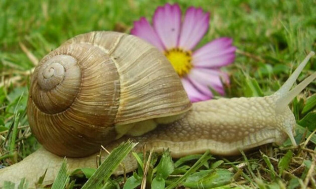 Ήξερες ότι ο χοχλιός κρύβει ένα σπουδαίο μυστικό ομορφιάς;