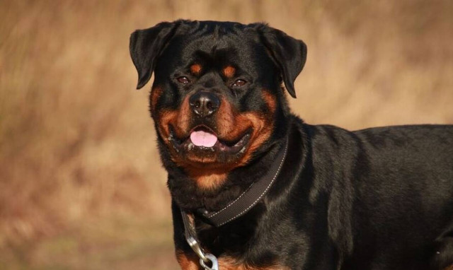 Θεσσαλονίκη: Άγρια επίθεση από σκυλιά δέχτηκαν δυο γυναίκες - Καταδικάστηκε ο ιδιοκτήτης