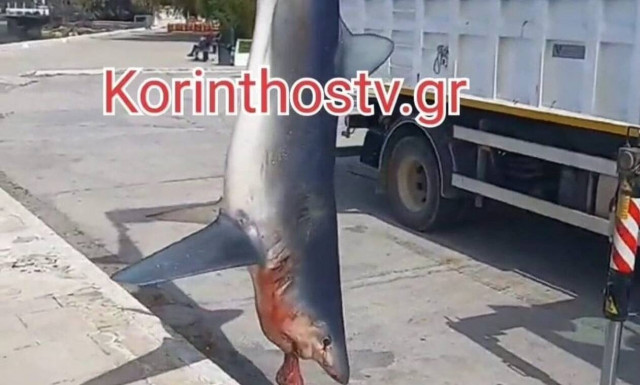 Ψάρεψαν καρχαρία 3 μέτρων στο Λουτράκι Κορινθίας (vid)
