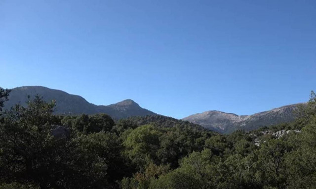 Δάσος του Ρούβα: Γιατί αξίζει να πραγματοποιήσουμε μία επίσκεψη στο «πλούσιο» πρινόδασος της Κρήτης;